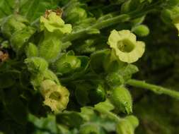 Image of tobacco