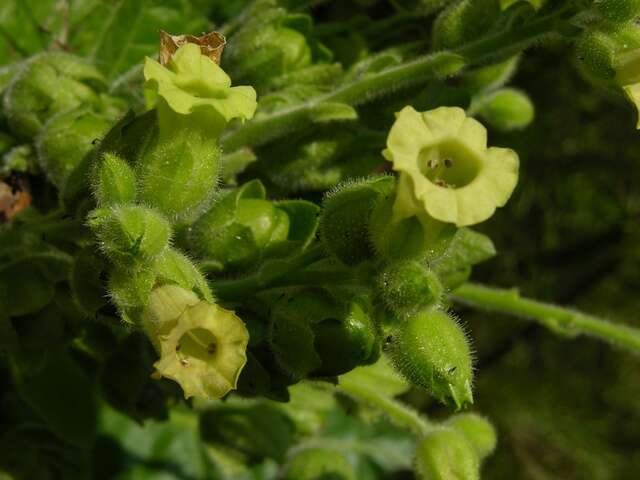 Image of tobacco