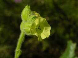 Image of tobacco