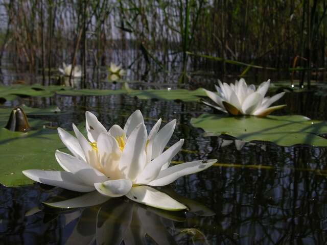 Image of waterlily