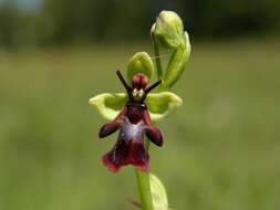 Слика од Ophrys insectifera L.