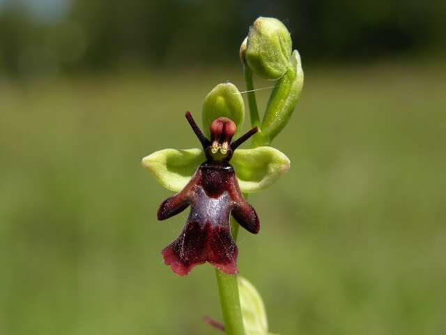 Image of Fly orchid