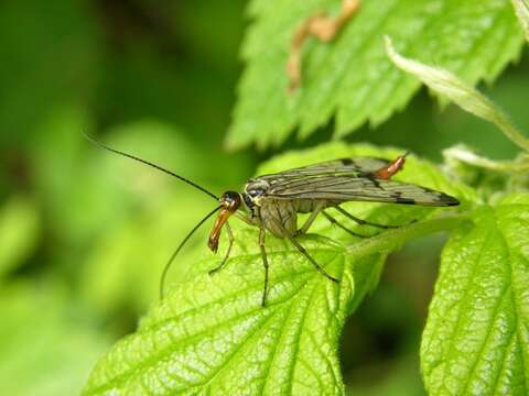 Image of common scorpionflies