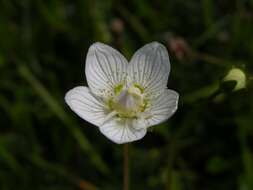 Image de Parnassia