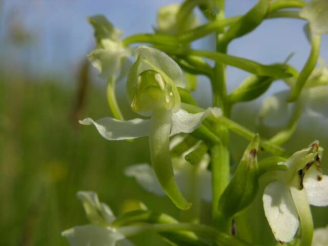 Image of Fringed orchids