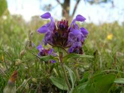 Image of selfheal