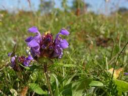 Image of selfheal