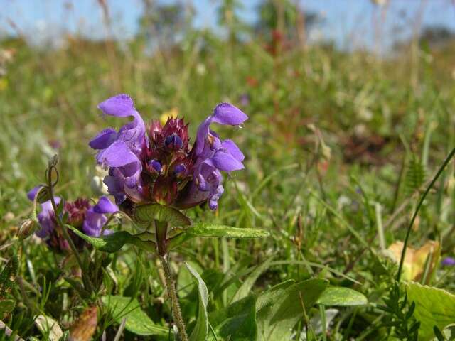 Image of selfheal