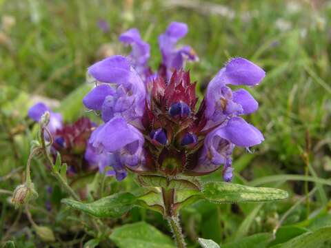 Image of selfheal