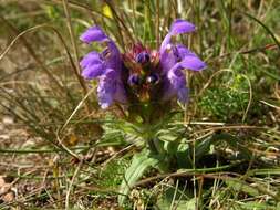 Image of selfheal