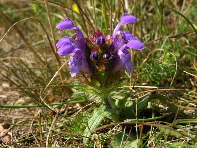 Image of selfheal