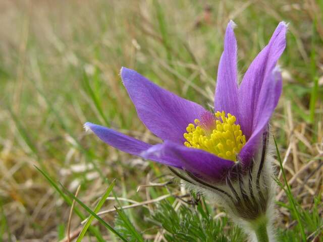 Image of pasqueflower