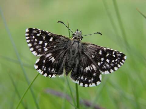 Image of Checkered-Skippers