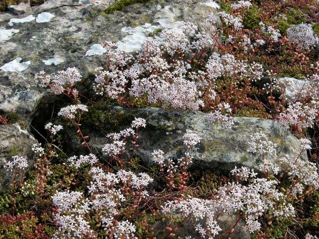 Image of stonecrop