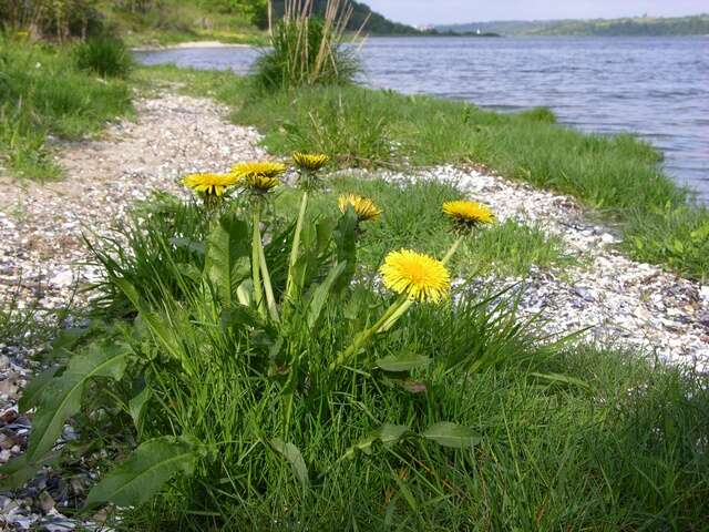 Image of dandelion