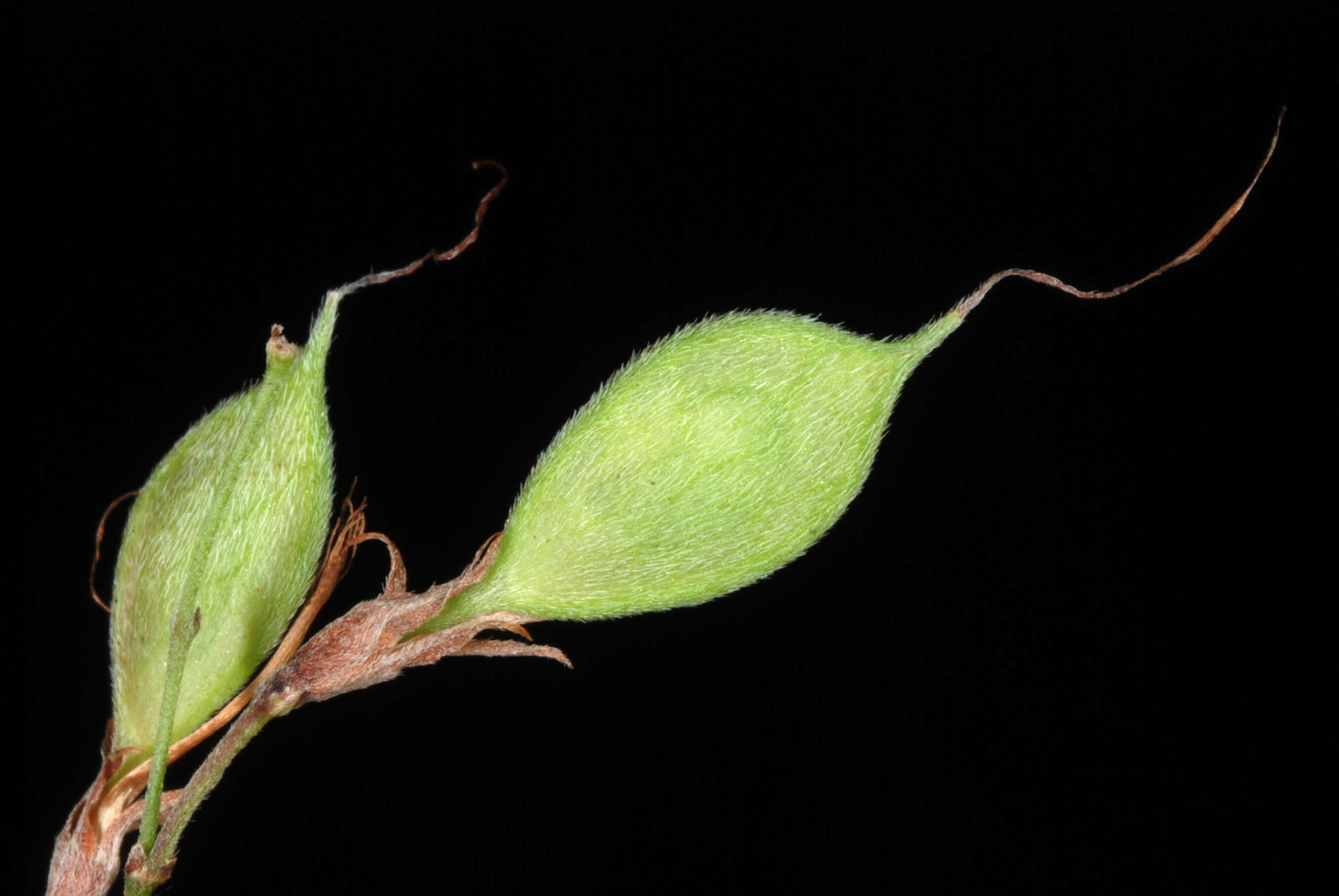 Sivun Lespedeza thunbergii (DC.) Nakai kuva