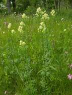 Image of meadow-rue