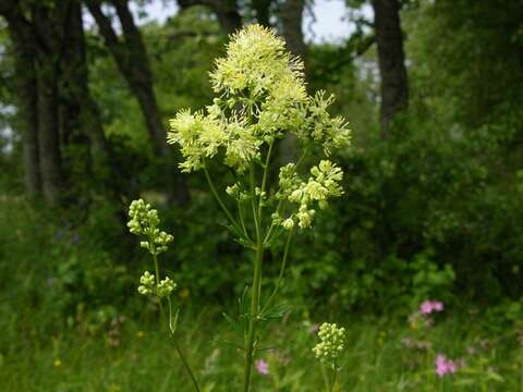 Image of meadow-rue