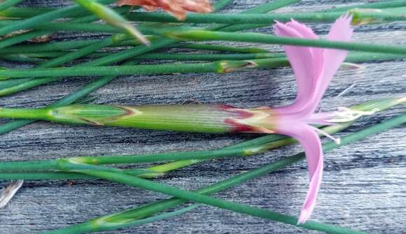 Image of Dianthus thunbergii Hooper