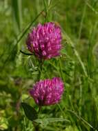 Image of clover