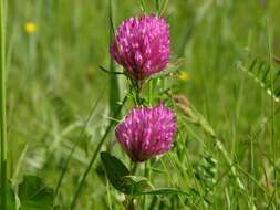 Image of clover