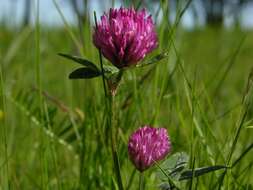 Image of clover