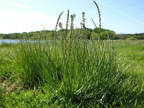 Image of arrow-grass family