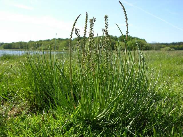 Image of arrow-grass family