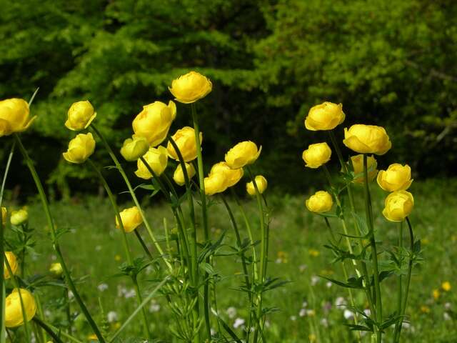 Image of globeflower