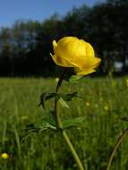 Image of globeflower