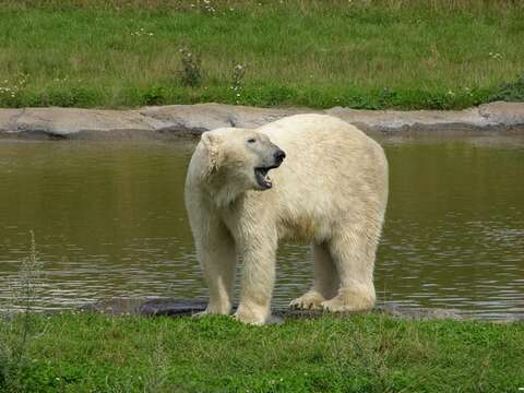 Image of Ursus Linnaeus 1758