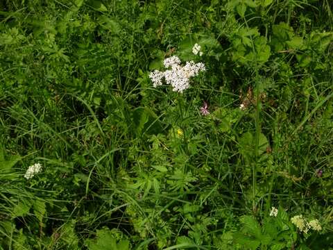 Image of valerian