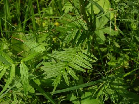 Image of valerian