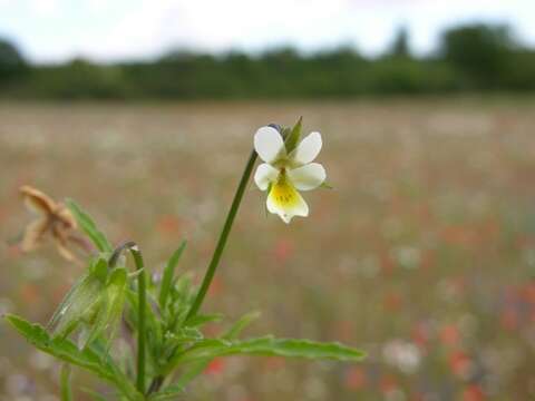 Image of violet