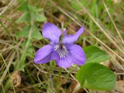 Image of violet