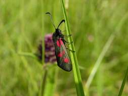 Imagem de Zygaena trifolii Esper 1783