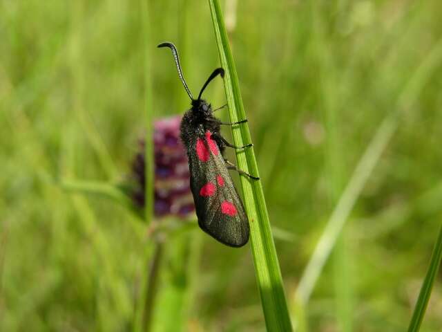 Imagem de Zygaena trifolii Esper 1783