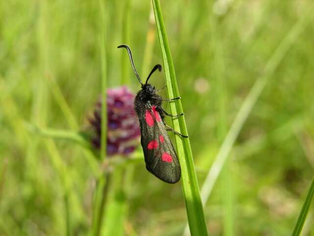 Imagem de Zygaena trifolii Esper 1783