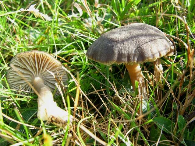 Image of Hygrocybe nitrata (Pers.) Wünsche 1877