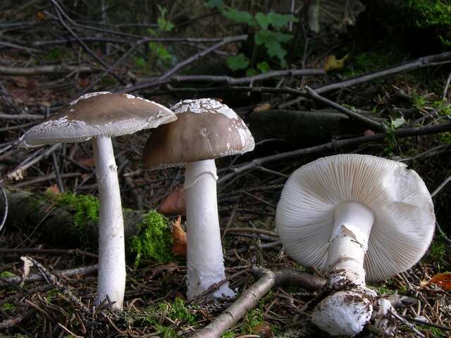 Plancia ëd Amanita excelsa (Fr.) Bertill. 1866