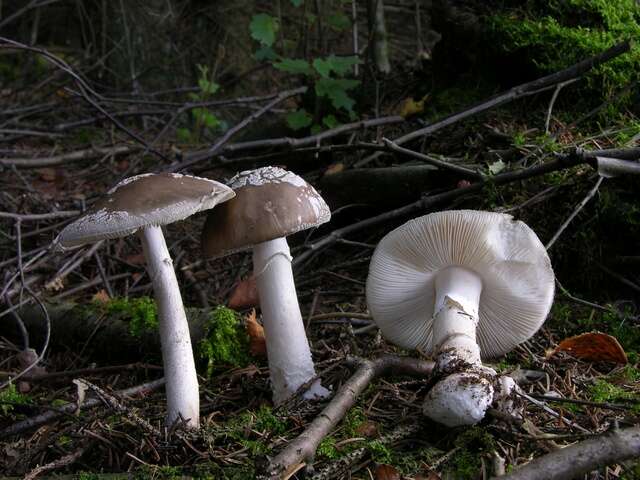 Plancia ëd Amanita excelsa (Fr.) Bertill. 1866