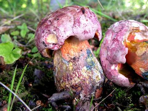 Image of Rubroboletus