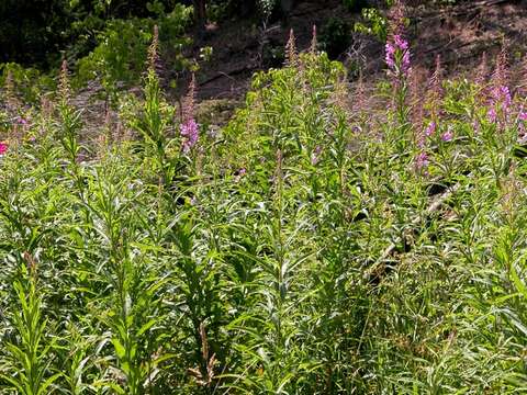 Image of rosebay willowherb