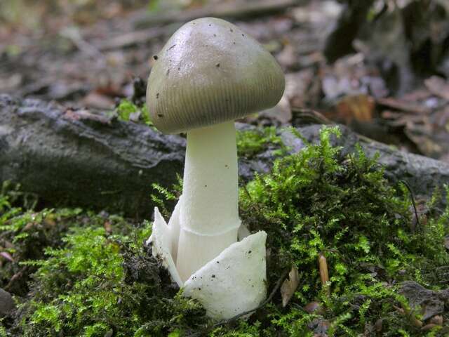 Image of Amanita vaginata (Bull.) Lam. 1783