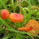 Image of Hygrocybe subpapillata Kühner 1979