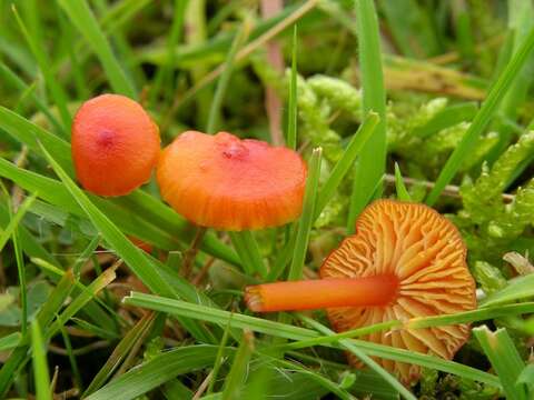 Image of Hygrocybe subpapillata Kühner 1979