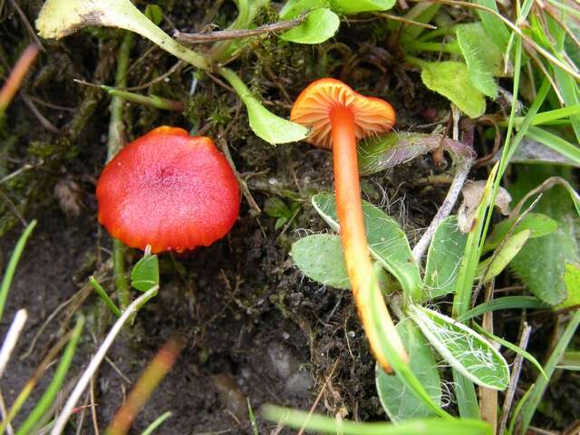 Image of Hygrocybe subpapillata Kühner 1979