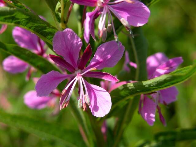 Plancia ëd Epilobium angustifolium L.