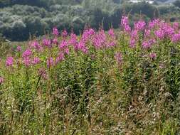 Image of rosebay willowherb