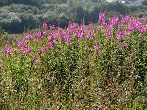 Imagem de Epilobium angustifolium L.